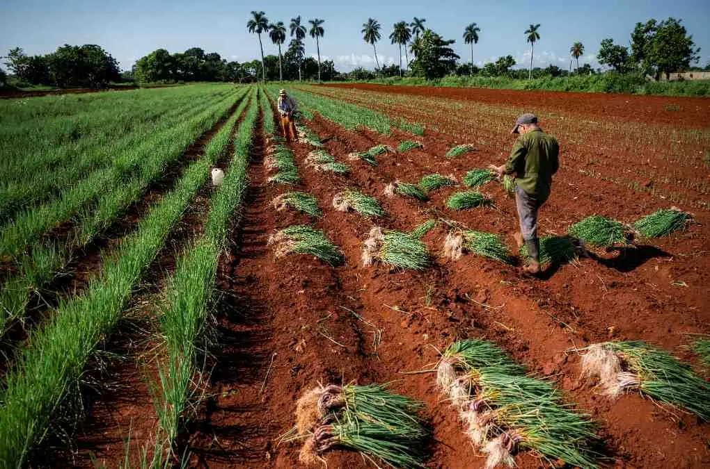 Producci&oacute;n Cuba 29092023 1