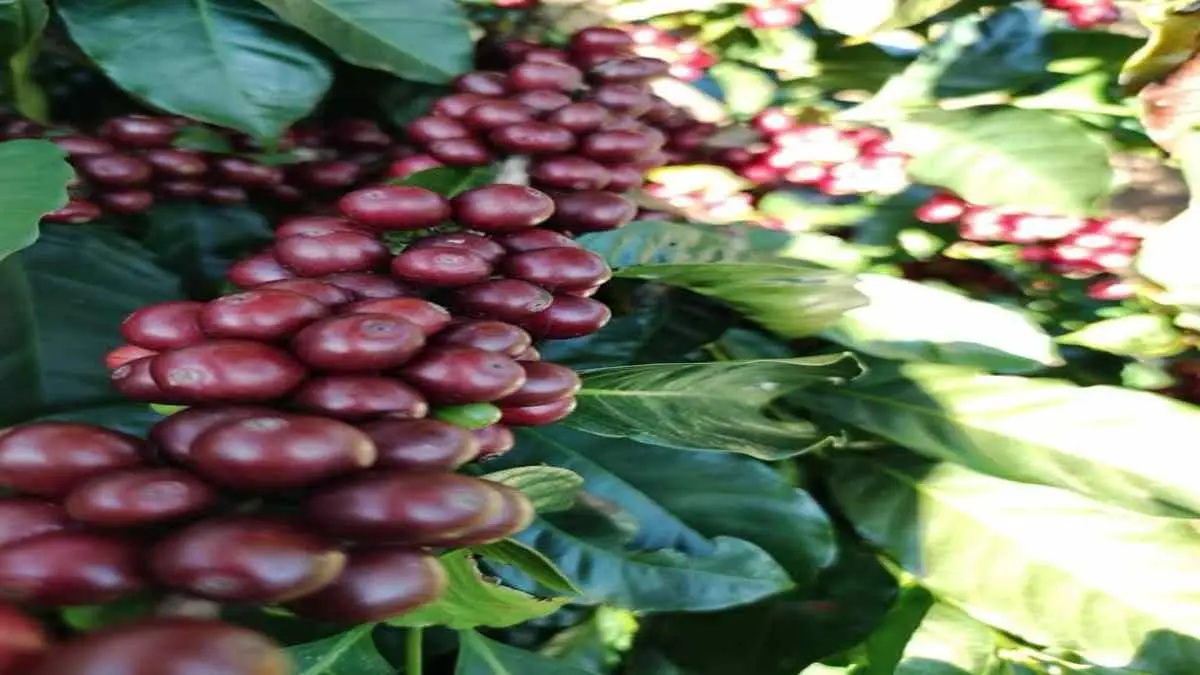 Cafetaleros comienzan a tener la recolecci&oacute;n de las cosechas 2024