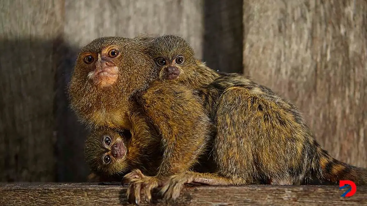 Los monos titi se comunican por nombre, seg&uacute;n un nuevo estudio. Foto: Mick Maric / Symbio Wildlife Park / AFP.