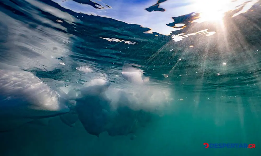 Esta imagen bajo el agua, tomada el 16 de agosto de 2023, muestra un iceberg derriti&eacute;ndose. Foto: Olivier Morin / AFP.