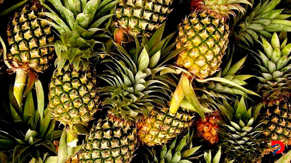 Pi&ntilde;a