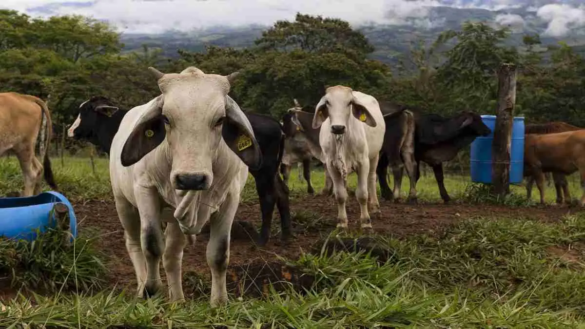 Diputados derogaron una serie de leyes sobre el destace y comercializaci&oacute;n de 
ganado costarricense