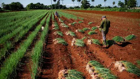 Producci&oacute;n Cuba 29092023 1