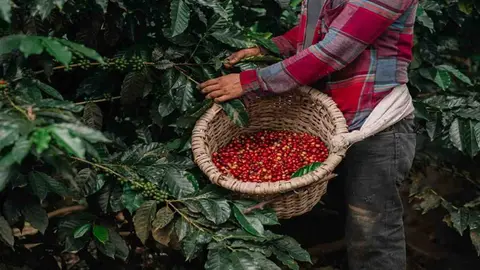 caf&eacute; este