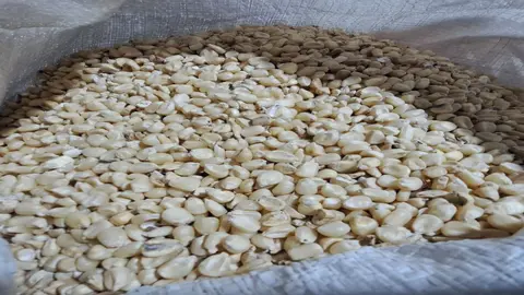 Los agricultores de Upala buscan compradores de ma&iacute;z