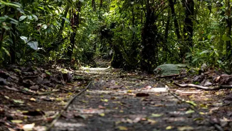 Las noticias del SETENA no fueron por el cuidado de un bosque  sino por un hecho de corrupci&oacute;n de la funci&oacute;n p&uacute;blica.