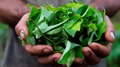 Un recolector de hoja de coca en el municipio de Tibu, en el norte de Santander, Colombia, en una imagen del 30 de octubre, 2022. Foto: Schneyder Mendoza / AFP.