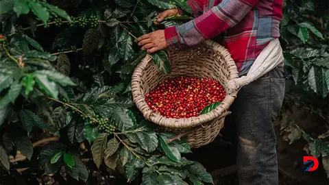 De acuerdo con los datos de PROCOMER  el caf&eacute; sigue siendo uno de los productos que Costa Rica exporta al mercado Europeo. Foto Archivo