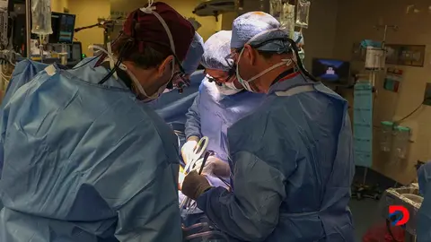 El pasado 16 de marzo un equipo de cirujanos del Massachusetts General Hospital, en Boston, realizaron el primer trasplante de un ri&ntilde;&oacute;n gen&eacute;ticamente modificado de cerdo a un ser humano. Foto: Michelle Rose / Massachusetts General Hospital / AFP.