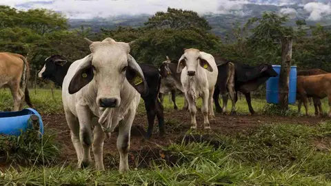 Diputados derogaron una serie de leyes sobre el destace y comercializaci&oacute;n de 
ganado costarricense