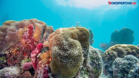 Vista de un arrecife de coral en Key West, Florida. Foto: Joseph Prezioso / AFP.