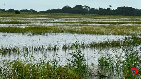Campos de arroz fueron de los m&aacute;s afectados por lluvias de noviembre de 2024