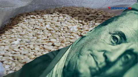 La C&aacute;mara de Agricultura alerta que ca&iacute;da del d&oacute;lar amenaza empleos y producci&oacute;n nacional